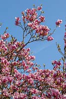 Magnolia 'Rustica Rubra'