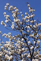 Magnolia 'Denudata'