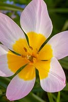 Tulipa Tulip saxatilis • groupe bakeri • ' Lilac wonder »