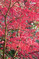 Acer palmatum 'Shindeshojo' Rubis de printemps