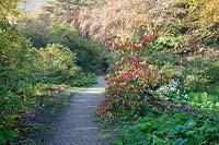 Chemin dans le jardin boisé, avec affichage du feuillage d'automne. Jardins de Minterne, Dorset, UK.