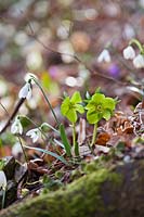 Helleborus odorus subsp. odorus et Galanthus nivalis dans les bois