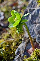 Helleborus odorus subsp. odorus.