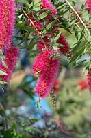 Callistemon citrinus 'Perth Pink' - Pinceau 'Perth Pink'