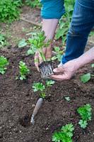 Jardinier tenant un jeune Apium graveolens var. rapaceum - Celeriac - plante montrant les racines avant de planter dans le sol