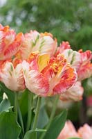 Tulipe 'Perroquet abricot' - Perroquet Tulipe 'Perroquet abricot'