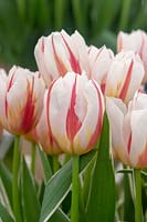 Tulipa 'Happy Generation' - Triomphe Tulipe 'Happy Generation' - fleurs rayées et feuillage panaché