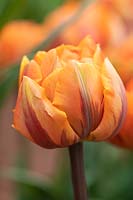 Tulipa 'Orange Princess' - Double tulipe tardive 'Orange Princess'