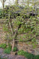 Malus domestica - pomme formée contre le mur.