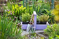 Trug d'herbes en attente de plantation, y compris Origanum vulgare, Thymus citriodorus 'Aurea' - Thym citron, et Salvia officinalis 'Icterina' - Sage commun 'Icterina '.