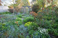 Jardin de chalet avec parterres de fleurs de Myosotis - Oubliez-moi et autres plantes vivaces émergentes avec polytunnel et clôtures au-delà