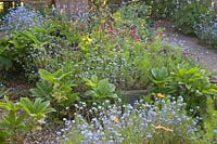 Parterres de fleurs surélevés informels avec Myosotis - Oubliez-moi - et un mélange de plantes vivaces et annuelles émergentes