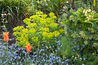 Plantation informelle dans le jardin du chalet. Myosotis - Oubliez-moi, têtes de graines d'Helleborus - Hellébore et Euphorbia pallustris avec Tulipa - Tulip