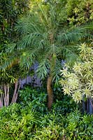 Vue de palmier exotique dans un parterre de fleurs tropicales.