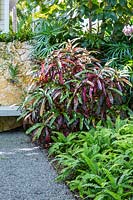 Codiaeum variegatum en parterre de fleurs dans un jardin tropical. Résidence Von Phister, Key West, Floride, USA. Conception de jardin par Craig Reynolds.