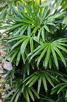 Rhapis excelsa - Palmier en bambou