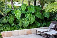 Philodendron giganteum en parterre de fleurs surélevé dans un jardin moderne. Floride, USA. Conception de jardin par Craig Reynolds Landscape Architecture.