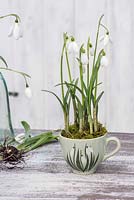 Galanthus nivalis - Perce-neige affiché dans une tasse de thé 'perce-neige' vintage.