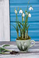 Galanthus nivalis - Perce-neige affiché dans une tasse de thé 'perce-neige' vintage.