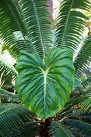 Philodendron magnifica et Dioon spinulosum.