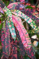 Codiaeum variegatum - Stoplight Croton