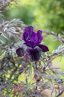 Iris 'Réglisse Stick' et Anthriscus sylvestris 'Ravenswing' - Cow Persil 'Ravenswing'