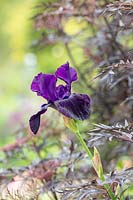 Iris 'Réglisse Stick' et Anthriscus sylvestris 'Ravenswing' - Cow Persil 'Ravenswing '