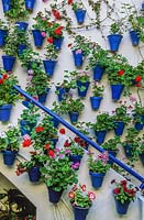 Murs, de chaque côté des marches, recouverts de petits pots bleus de Pelargonium