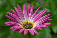 Arctotis x hybrida 'Opera Rose' - Marguerite Africaine 'Opera Rose '