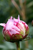 Bourgeon d'ouverture de Paeonia lactiflora 'Sarah Bernhardt' - Pivoine 'Sarah Bernhardt'