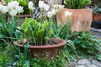 Hosta - Plantain Lily ou Funkia - en pot avec Tulipa - Tulip - et Galium odoratum - Woodruff - et Alchemilla - LadyÂ´s Mantle - à proximité