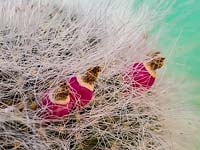 Mammillaria hahniana avec des gousses rouges