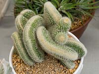 Mammillaria spinosissima subspp. cristata - Brain Cactus - en pot