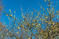 Chimonanthus praecox 'Luteus' - Wintersweet jaune - floraison contre un ciel bleu