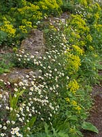 Erigeron karvinskianus et Euphorbia cyparissias - Euphorbe de Chypre - poussant sur la paroi rocheuse