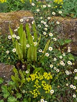Mur de pierre avec Erigeron karvinskianus, Euphorbia cyparissias - Euphorbe de Chypre - et Asplenium antiquum - Spleenwort Fern