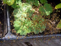 Petite famille d'araignées de jardin jaunes et noires - Araneus diadematus
