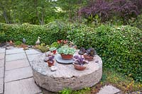 Patio pavé avec une vieille table en meule avec une collection de plantes succulentes en pot, près de Lilium martagon - Martagon Lily - et une haie d'hélice Hedera - Ivy