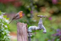 Erithacus rubecula - Robin - perché sur un poteau par un ancien robinet