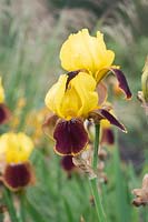 Iris barbu 'Rajah'