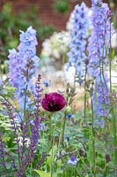 Papaver somniferum - Coquelicot - avec Delphinium et Salvia 'Crystal Blue' en parterre de fleurs dans 'The Wedgwood Garden'