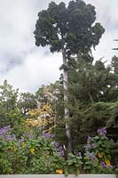 Grand tronc droit d'Agathis robusta - Queensland Kauri Pine - et fleurs violettes de Wigandia urens syn. Wigandia caracasana - Caracas à grandes feuilles - plus d'autres arbres dans un arboretum