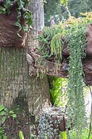 Plantes rampantes, fougères et plantes succulentes, tronc de Washingtonia filifera syn. palmier du désert