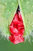 Papaver commutatum 'Ladybird' pavot - Bouton d'ouverture