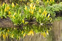 Lysichiton americanus - Chou mouffette jaune à Fairhaven Water Gardens Norfolk, Royaume-Uni