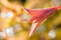 Spiraea 'Bumalda' - Feuilles émergentes avec rosée