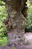 Quercus robar - Chêne vieux de 950 ans 'King Oak' à Fairhaven Garden Trust Norfolk, Royaume-Uni