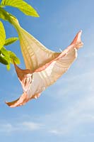 Brugmansia 'Candida' - Fleur 'Trompette d'ange'
