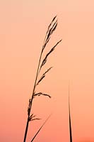 Phragmites 'Australis' - roseau commun au coucher du soleil