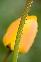 Tulipa - Fleur et tige de tulipe.